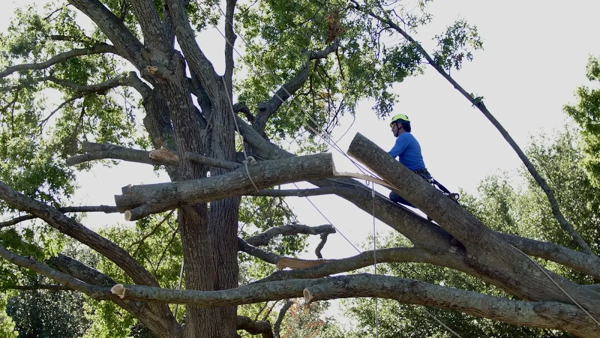 Professional Crown Thinning performed by certified arborists in Middletown