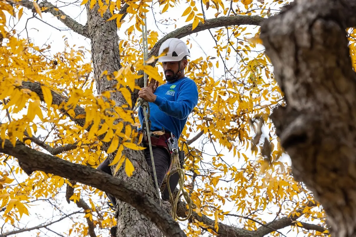 Skilled Tree Planing crew working in Middletown